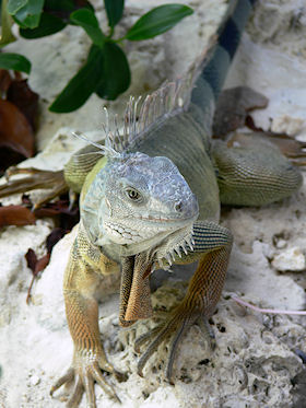 Calusa Nature Center